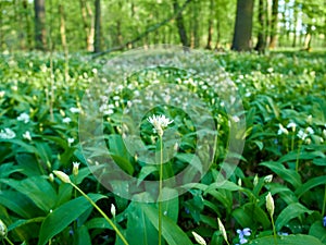 View of meadow with flowers and leaves of wild garlic on a spring day