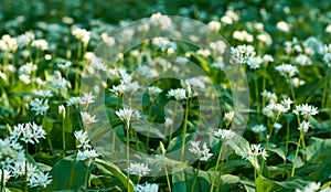 View of meadow with flowers and leaves of wild garlic on a spring day