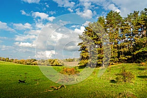 View of the meadow and pine forest edge on warm autumn sunny day. Nature landscape