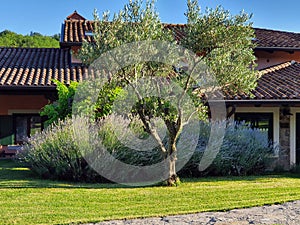View of the Mediterranean garden with a beautifully landscaped lawn, lavender and olive tree