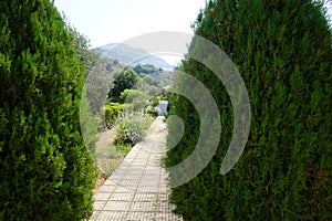 View of a Mediterranean garden with flowering plants Gaura lindheimeri, Nerium oleander, Cascabela thevetia in August. Rhodes