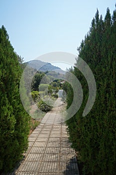 View of a Mediterranean garden with flowering plants Gaura lindheimeri, Nerium oleander, Cascabela thevetia in August. Rhodes