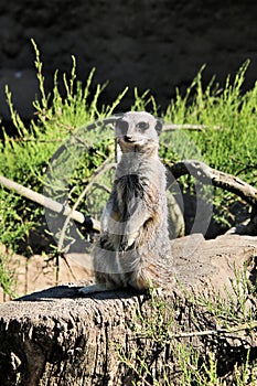 A view of a Meerkat