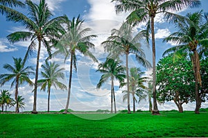 View of Miami Beach with Palm trees