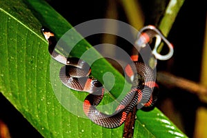 View of a Micrurus Stewarti snake crawling up the large green leaf