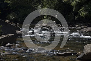 View of middle fork river detail