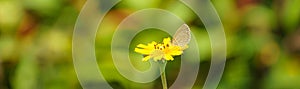 View of mini brown butterfly on yellow flower with green nature blurred background  with copy space using as background insect,