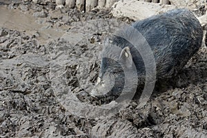 View on mini pig standing in mud.