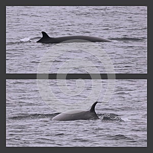 A View of a Minke Whale from Two Different Angles