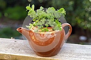 Mint herb plant growing in a teapot