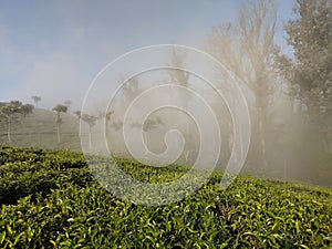 A view of mist enveloped tea plantation in Nilgiris