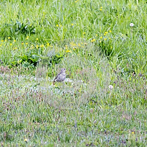 View of mistle thrush bird