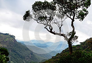 View of a misty mountain valley through the trees at dawn