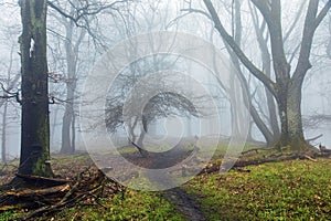 view into a misty spring forest with a path way