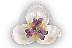 View of Mitrephora sirikitiae flower on white background
