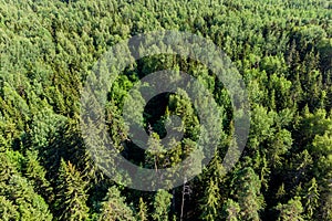 View of the mixed forest from a quadcopter in flight, wildlife