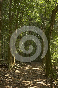 A view of moist deciduous forest of Anshi Tiger Reserve, Karnataka, India.