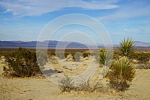 A view in Mojave desert part of Joshua Tree national park