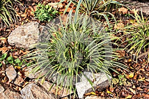 View of Mondo Grass, also called dwarf lily stone, fountain plant, and monkey grass, is a species of ophiopogon native to China, photo