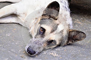 View of a mongrel dog lying on the floor photo