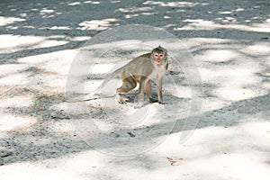 View of the monkey ball on the ground. thailand