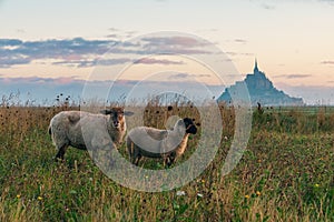 View of Mont Saint Michel abbey on the island with sheep grazing on field of fresh green grass at sunrise, Normandy