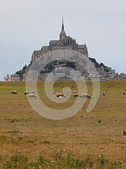 View of the Mont Saint Michel Abbey in Normandy in Northern France and sheep