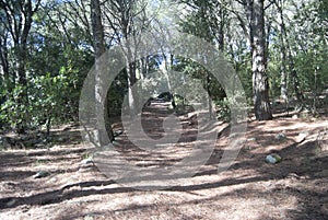 View of Monte Cresia wood photo