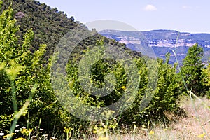 View of Montseny. Catalonia