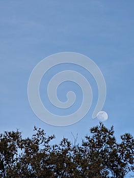 View of the moon that appeared on my balcony between branches.