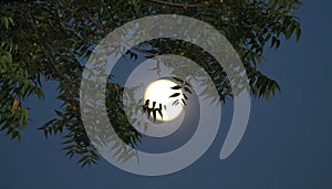 Moon in the night sky