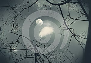 A view of moon through leafless branches