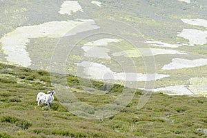 View of Moorland and local sheep