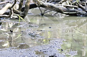 View of Morelet crocodile
