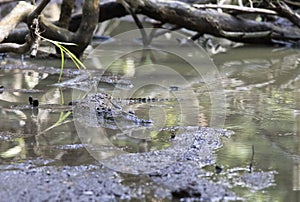 View of Morelet crocodile