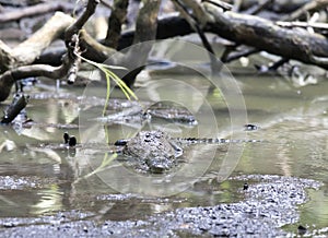 View of Morelet crocodile