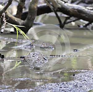 View of Morelet crocodile