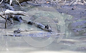 View of Morelet crocodile