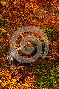 View of Morricana Falls in the forest of "Bosco della Morricana" arounded by an autumn theme in Ceppo, Abruzzo, Italy