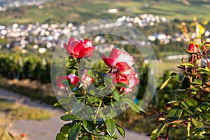 View of the Mosel valley near the wine village Brauneberg with rose blossom in the foreground photo