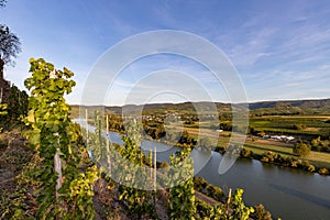 View of the Moselle valley at Brauneberg photo