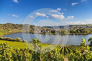 View on Moselle and vineyards in Germany Piesport