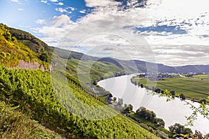 View on Moselle and vineyards in Germany Piesport