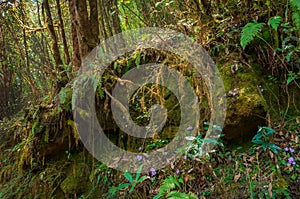 View of moss on big stones at trekking route through dense forest towards Varsey Rhododendron Sanctuary or Barsey Rhododendron