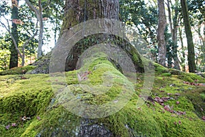 View of moss on root big tree