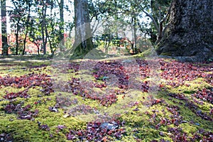 View of moss on root big tree