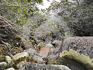 View of the mossy rocks in the forest.