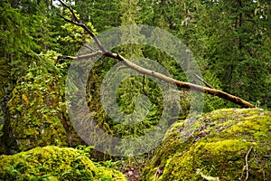 View of mossy tree trunk in old growth rain forest in Vancouver