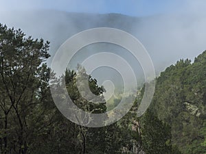 View of mossy tree at valley with village El Cedro, foggy green hill at mist laurisilva forest of the Garajonay National