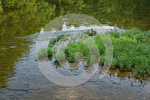 A View of a Mother Duck and Her Ducklings